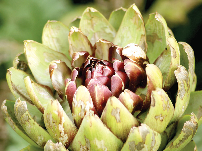 Health Benefits of Exotic Vegetables You and I